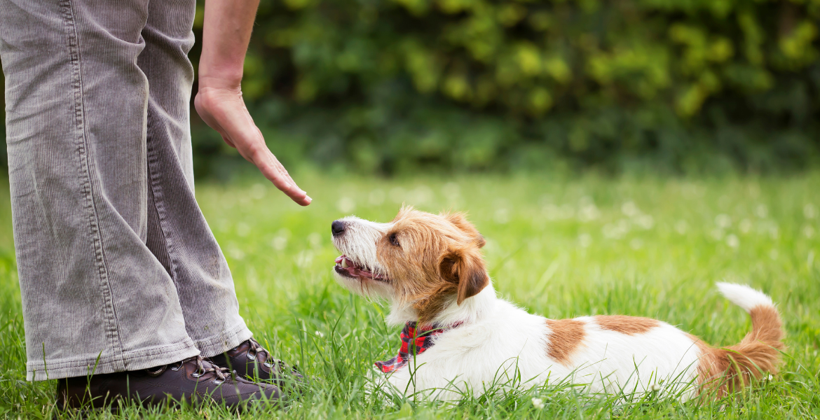Ev ve Süs Hayvanları Eğitimi (pet hayvanları) Görseli
