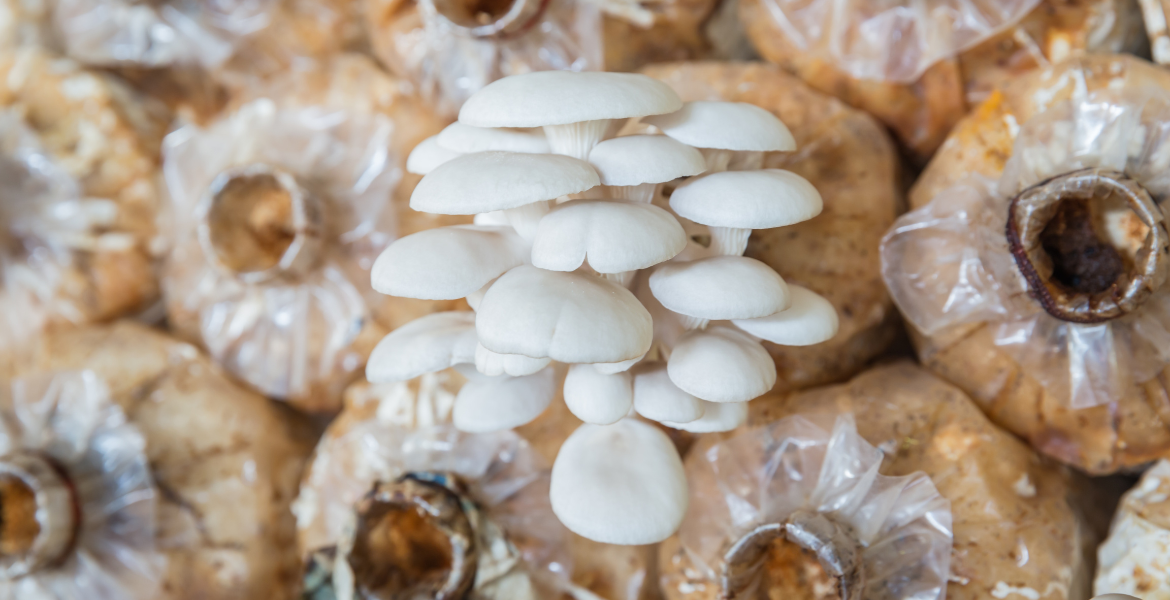 Mantar Yetiştiriciliği Eğitimi Görseli