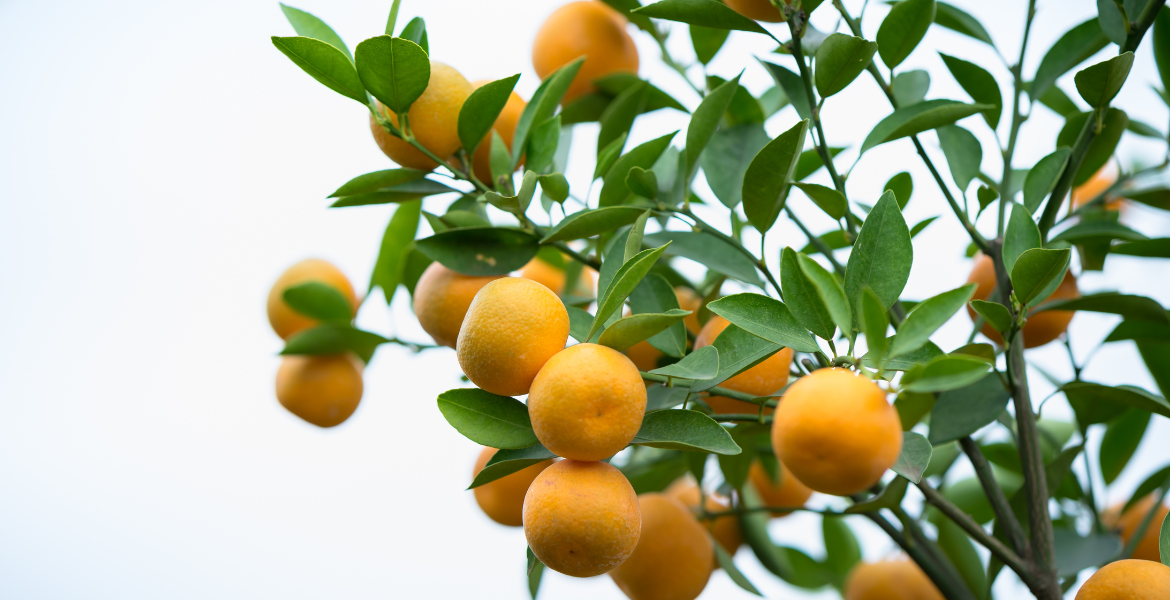 Meyve Yetiştiriciliği Eğitimi Görseli